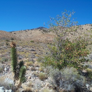dcp_0230.jpg