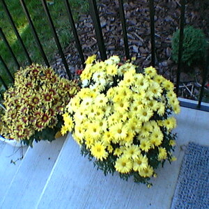 IMGA0029.jpg