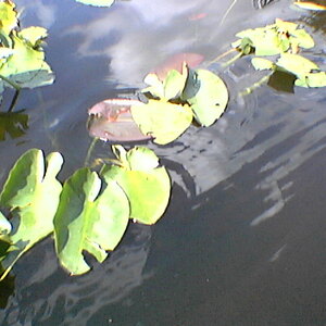 imga0258.jpg