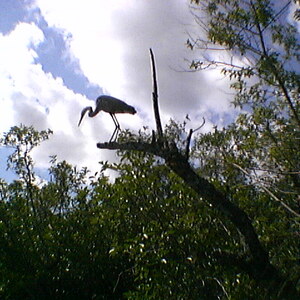 imga0267.jpg