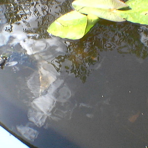 imga0270.jpg