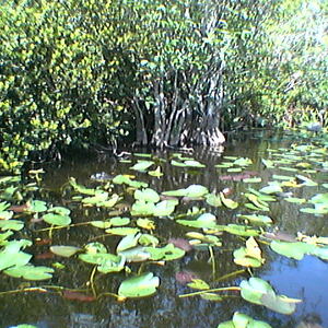 imga0271.jpg