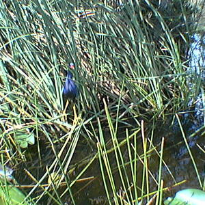 imga0274.jpg