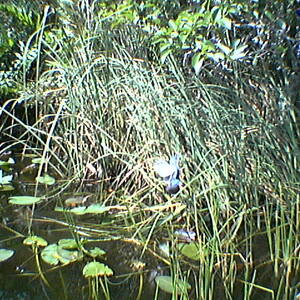 imga0275.jpg