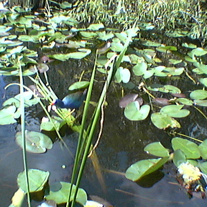 imga0278.jpg