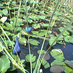imga0281.jpg