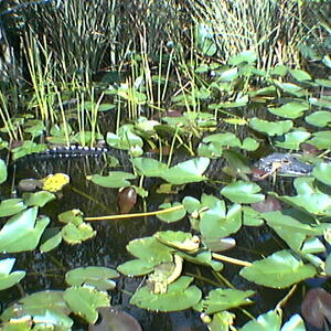 imga0285.jpg