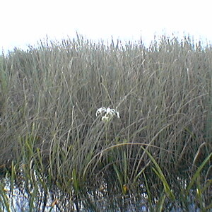 imga0290.jpg