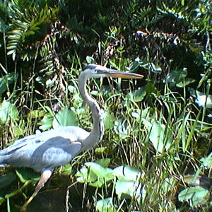 imga0298.jpg