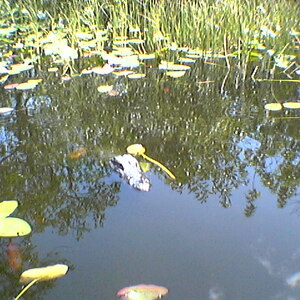 imga0302.jpg