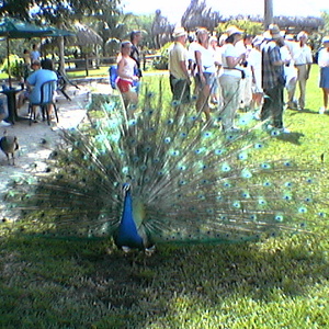 imga0308.jpg