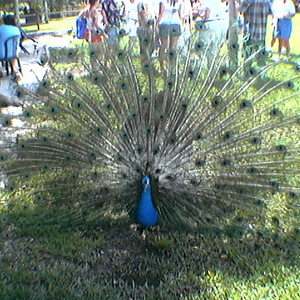 imga0309.jpg