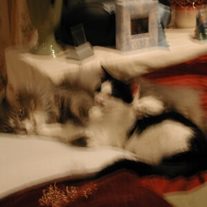 2004_Angel_and_Moo