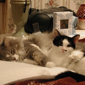 2004_Angel_and_Moo