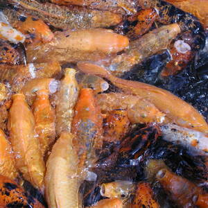 dscn0963.jpg
