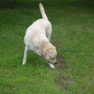 pict0013.jpg