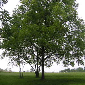 pict0028.jpg