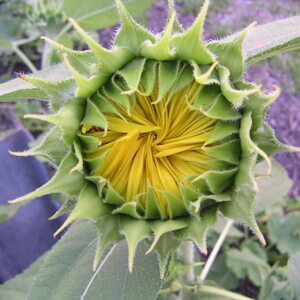 pict0068.jpg