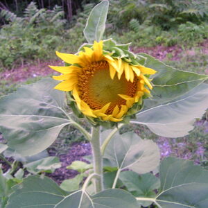 pict0074.jpg