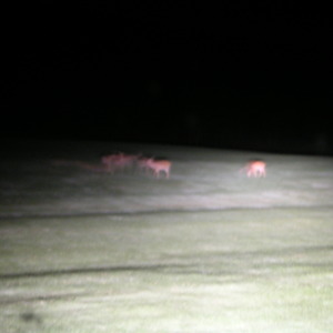 pict0077.jpg