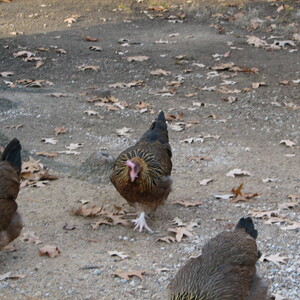 00090_G.jpg