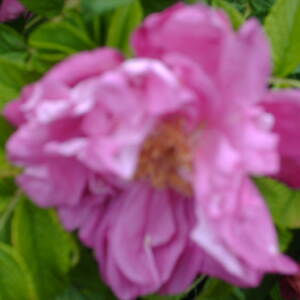PICT0024.JPG
