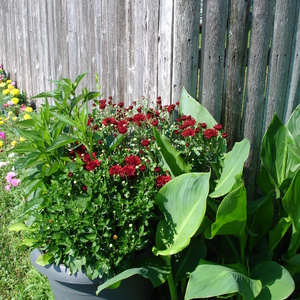 DSC00004.jpg