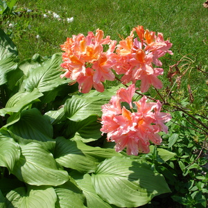 DSC00111.jpg