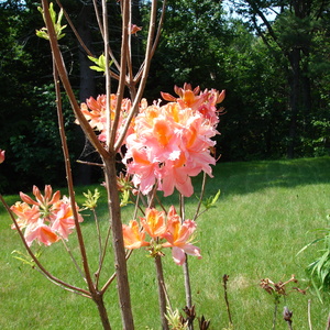 DSC00112.jpg