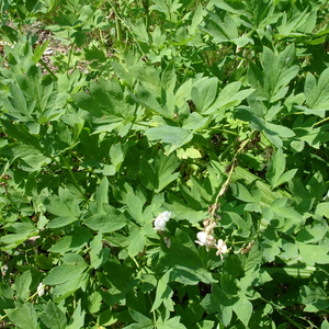 DSC00113.jpg