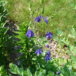 DSC00115.jpg