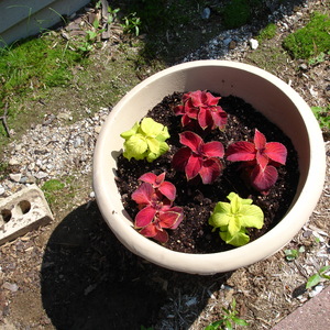 DSC00116.jpg