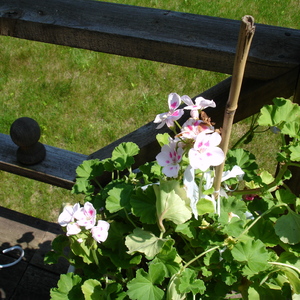 DSC00121.jpg