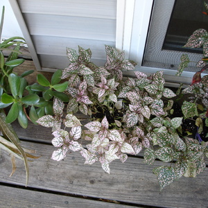 DSC00129.jpg