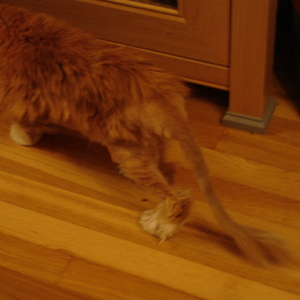 DSC00433.jpg