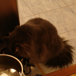 DSC00436.jpg