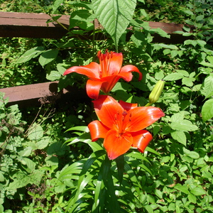 DSC00517.jpg