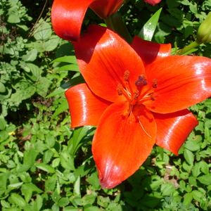DSC00518.jpg
