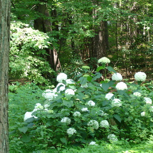 DSC00527.jpg