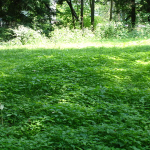 DSC00528.jpg