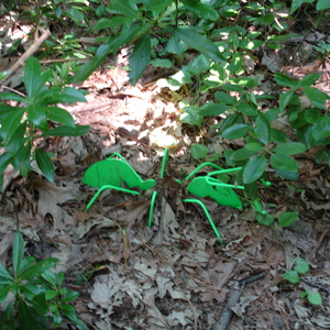DSC00532.jpg