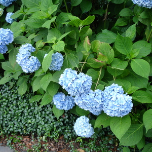 DSC00560.jpg