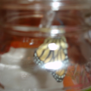 DSC00736.JPG