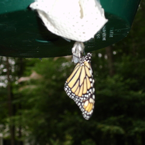 DSC00744.JPG