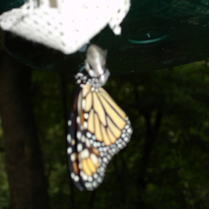 DSC00746.JPG