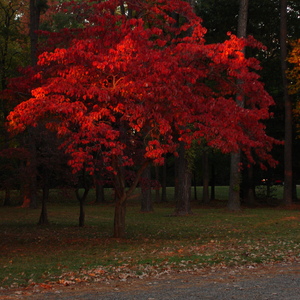 00001.jpg