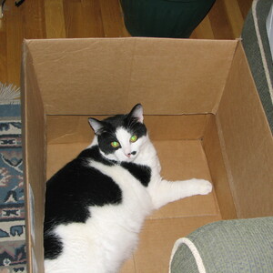 2006_Kitties_turkeys_nursery