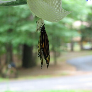 IMG_1510.JPG