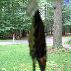 IMG_1513.JPG