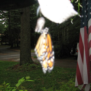 IMG_1515.JPG